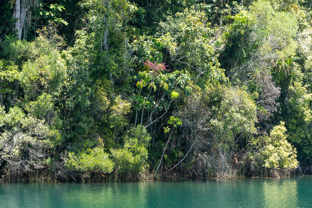 Dichte grüne Uferböschung des Lake Eacham...