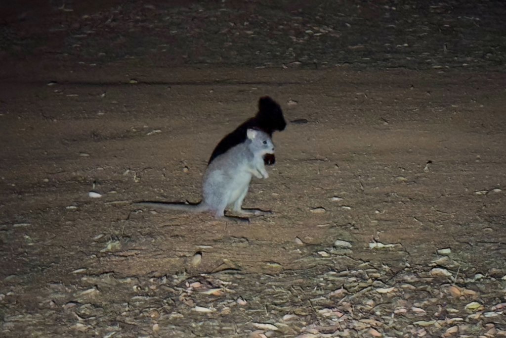Mo_20241010__img_2838 Ein Rufous Bettong! Aepyprymnus rufescens