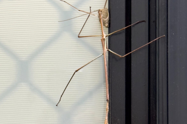Mo_20241010__img_6997 Stabheuschrecke am WC-Fenster