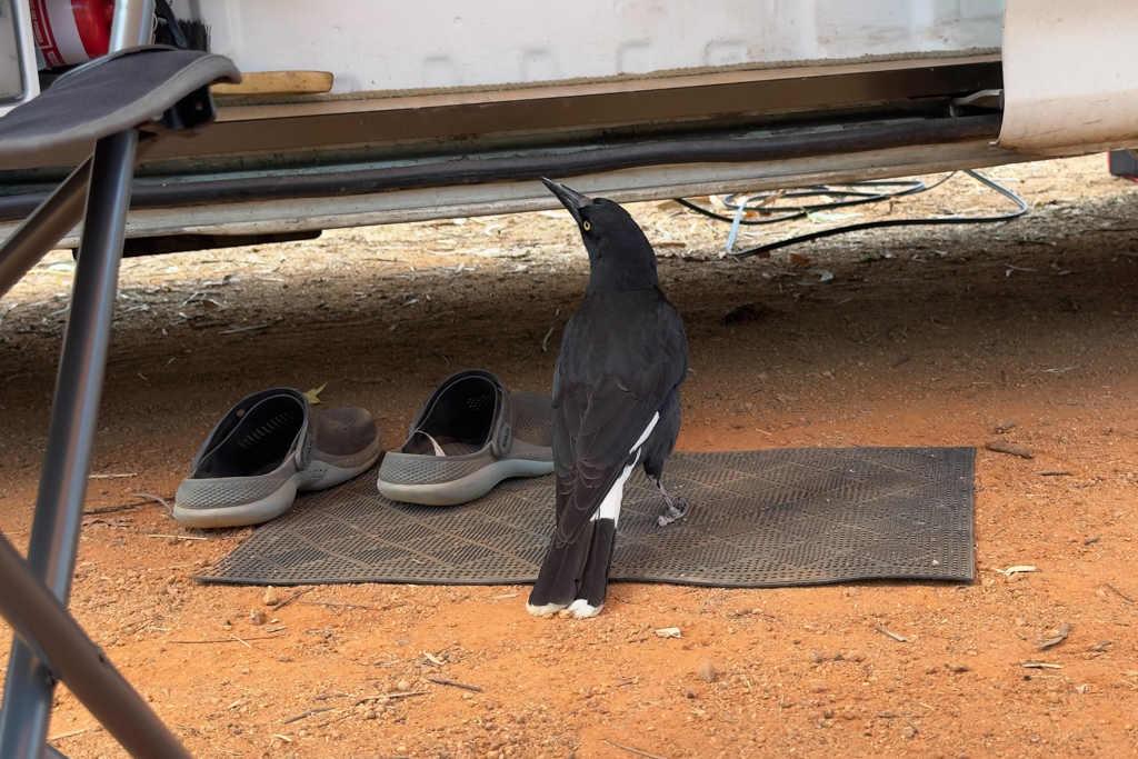 Ein frecher Vogel wartet, ob etwas für ihn abfällt