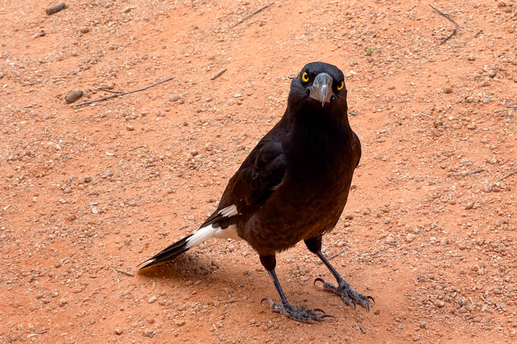Pied Currawong, Weissbürzel-Würgerkrähe - Strepera graculina