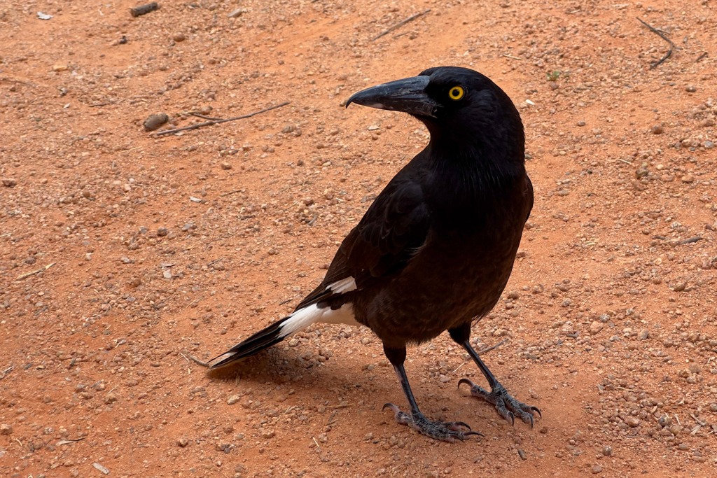 Pied Currawong, Weissbürzel-Würgerkrähe - Strepera graculina