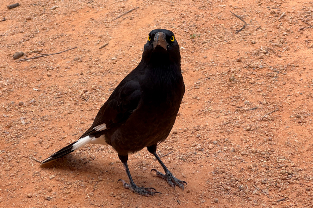 Pied Currawong, Weissbürzel-Würgerkrähe - Strepera graculina
