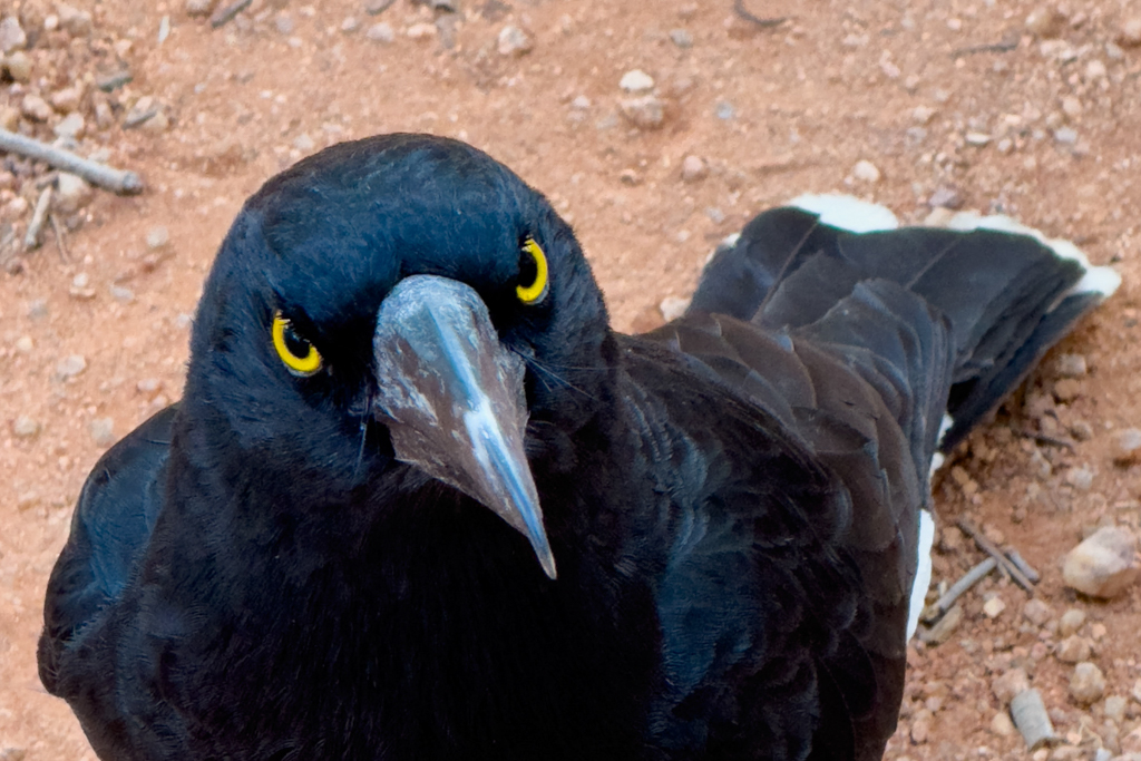Pied Currawong, Weissbürzel-Würgerkrähe - Strepera graculina