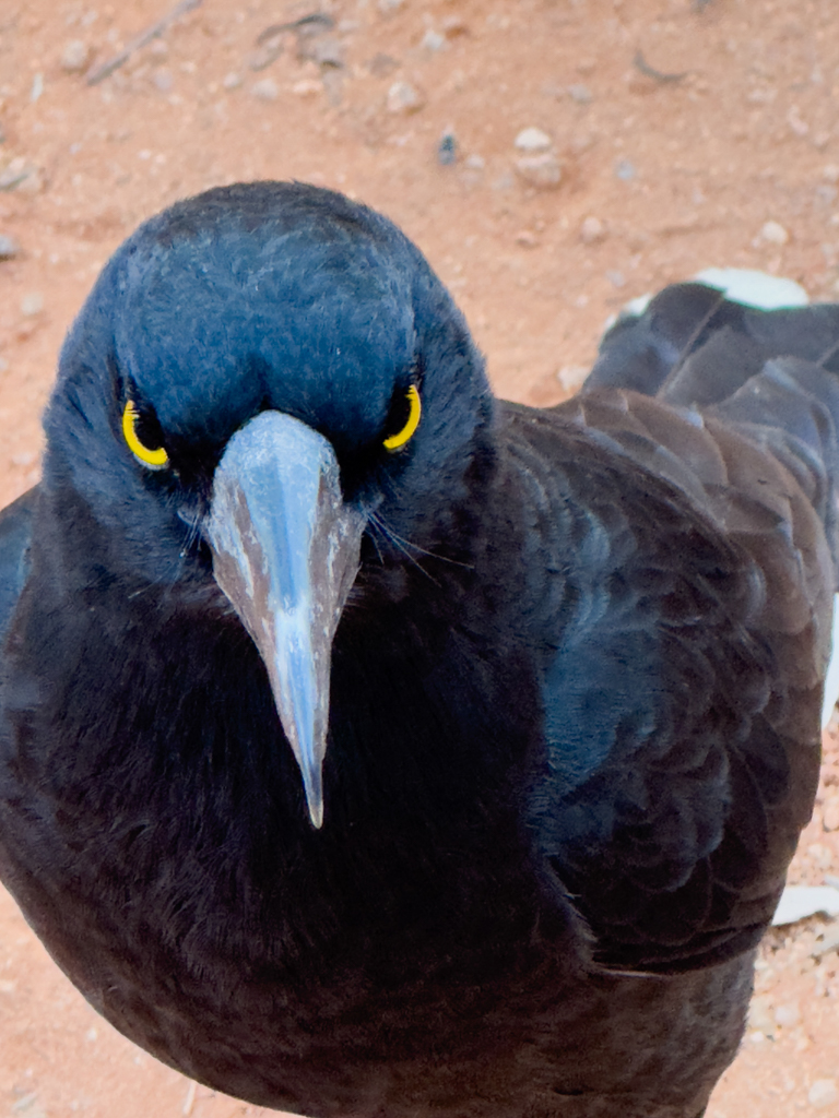 Pied Currawong, Weissbürzel-Würgerkrähe - Strepera graculina
