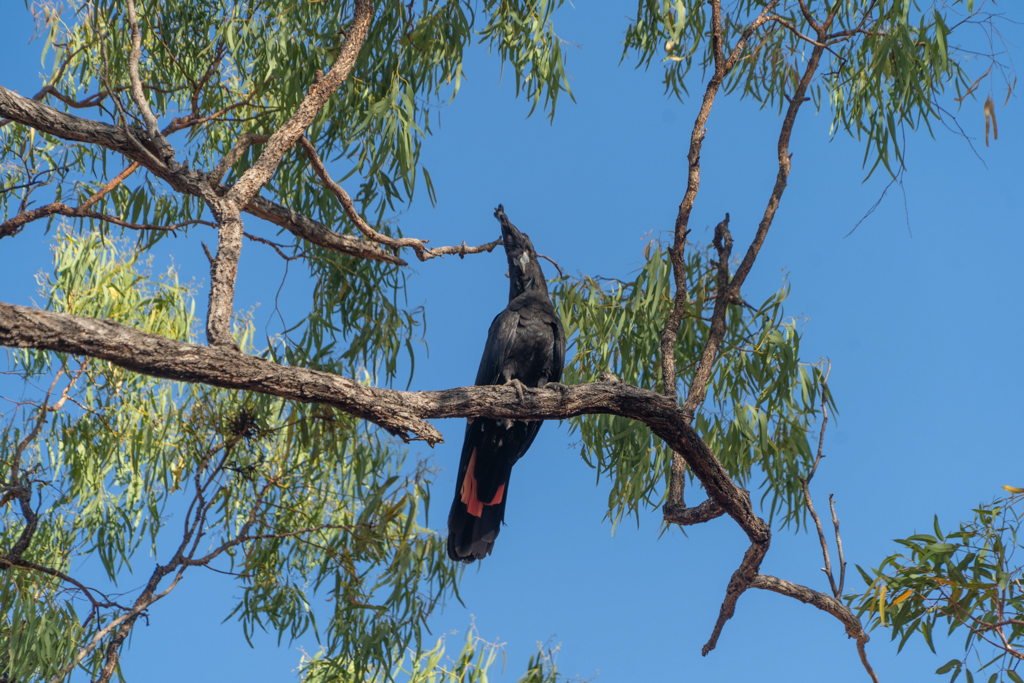 Rotschwanz-Rabenkakadu - Calyptorhynchus banksii