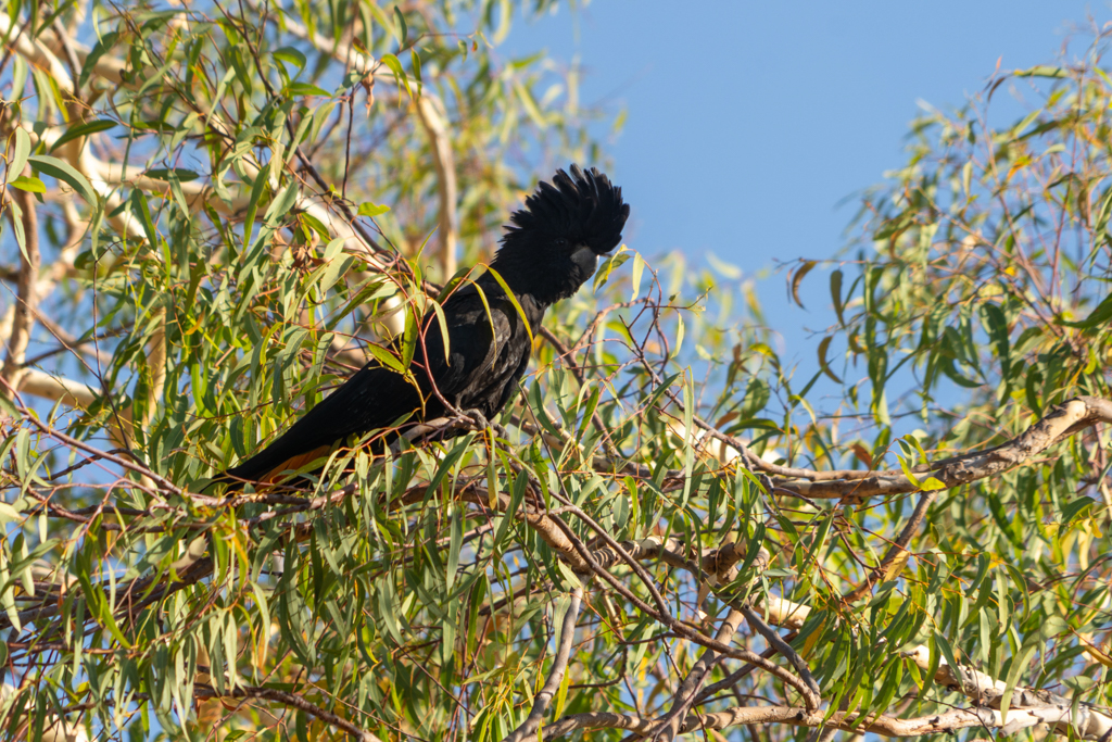 Rotschwanz-Rabenkakadu - Calyptorhynchus banksii