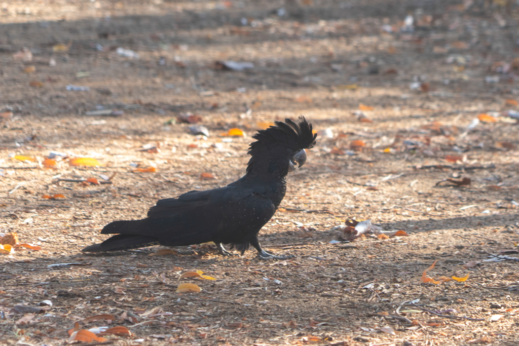 Rotschwanz-Rabenkakadu - Calyptorhynchus banksii