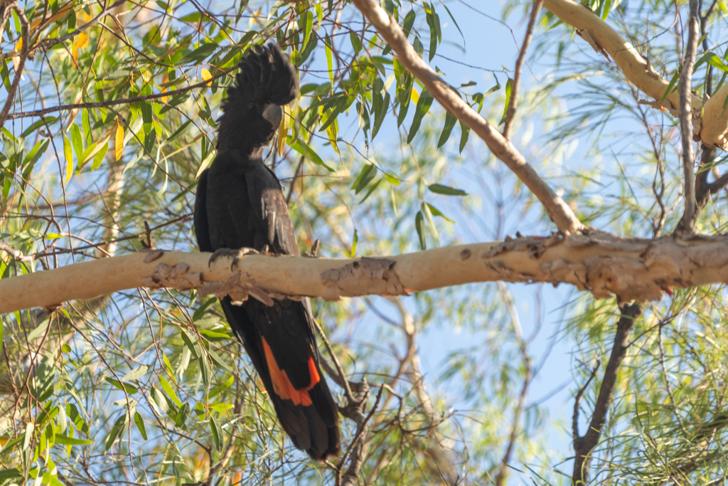 Rotschwanz-Rabenkakadu - Calyptorhynchus banksii