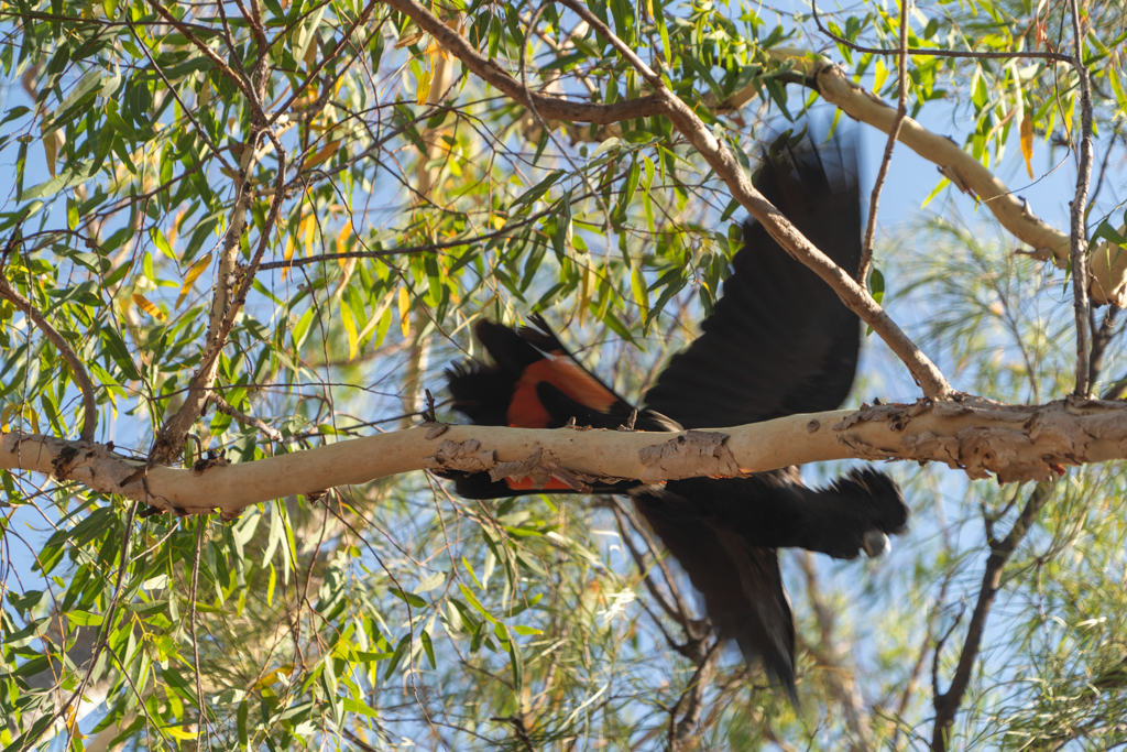 Rotschwanz-Rabenkakadu - Calyptorhynchus banksii