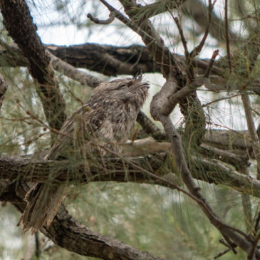 Noch mehr eigenartige Vögel am Theresa Creek Dam…