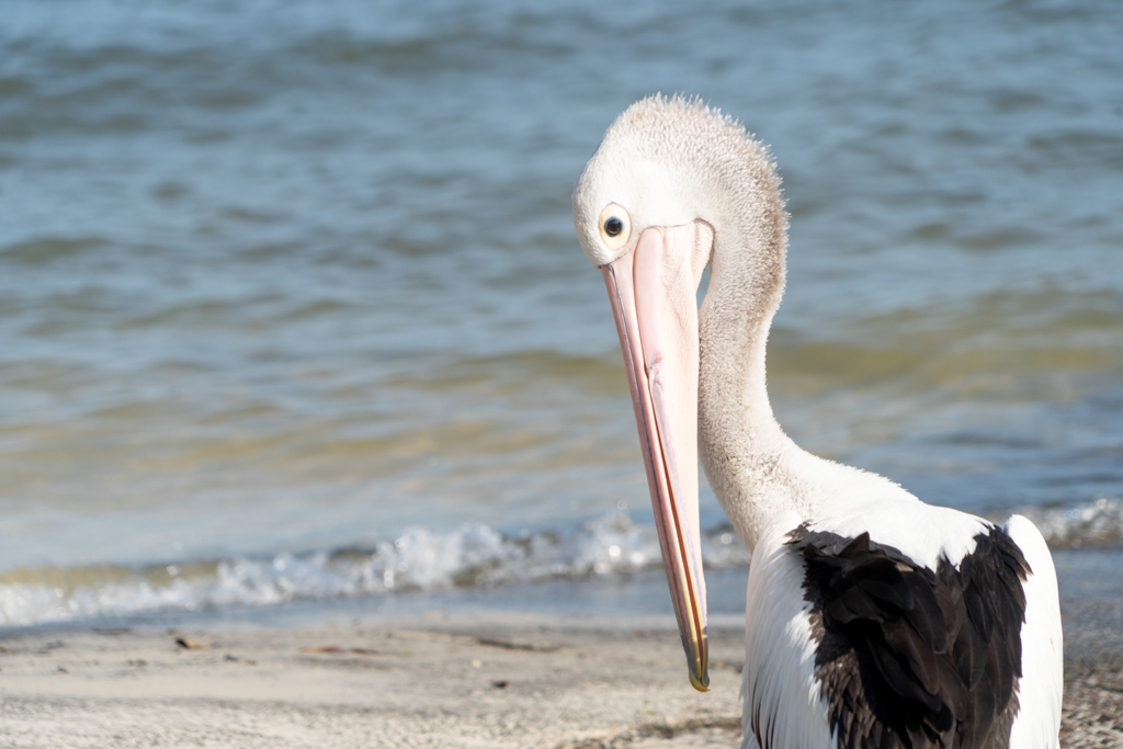 Scharf beäugt er was sich am Strand alles abspielt. Oder doch lieber Gefieder putzen?