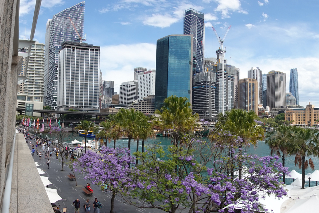 vorne die blühenden Jacaranda Bäume, dahinter die Skyline von Sydney