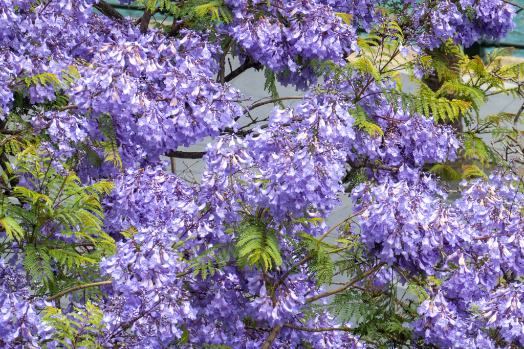 Blüten der Jacaranda Bäume hier im Hafen von Sydney