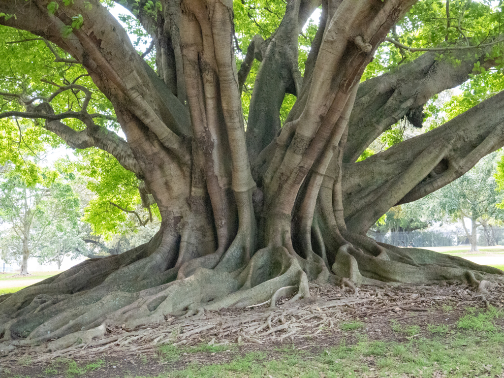 Ein alter mächtiger Feigenbaum im botanischen Garten von Sydney