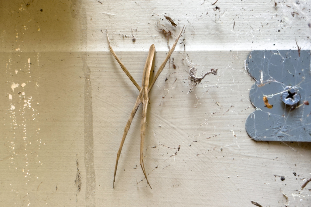 Eine Rotkehl Netzspinne - Deinopis Subrufa juvenile macht es sich an der Hauswand gemütlich