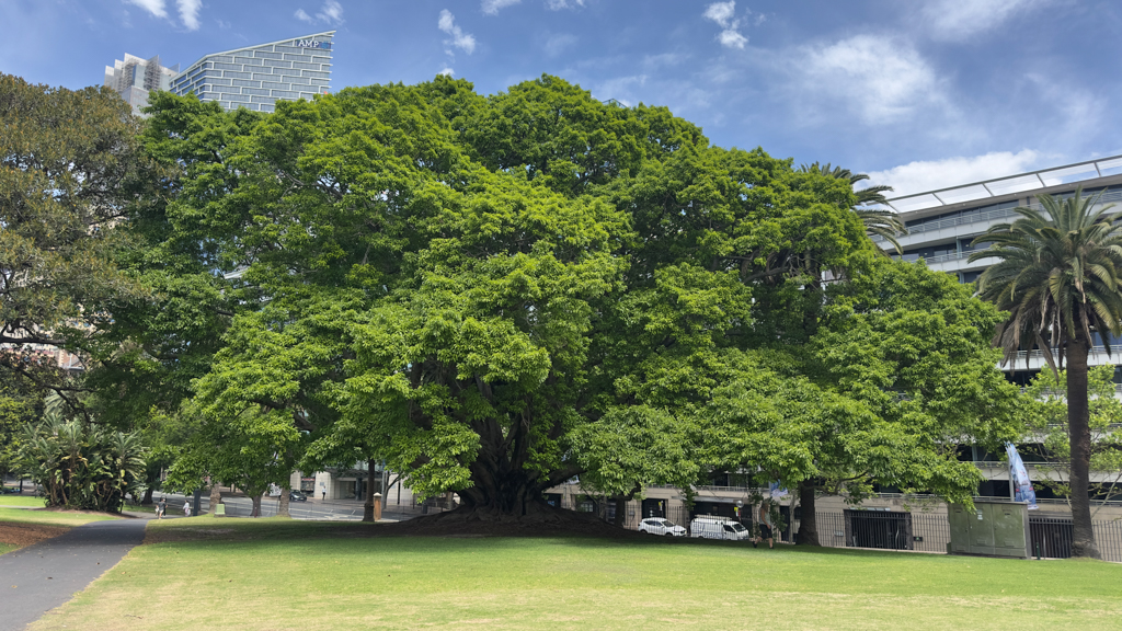 Ein alter mächtiger Feigenbaum im botanischen Garten von Sydney