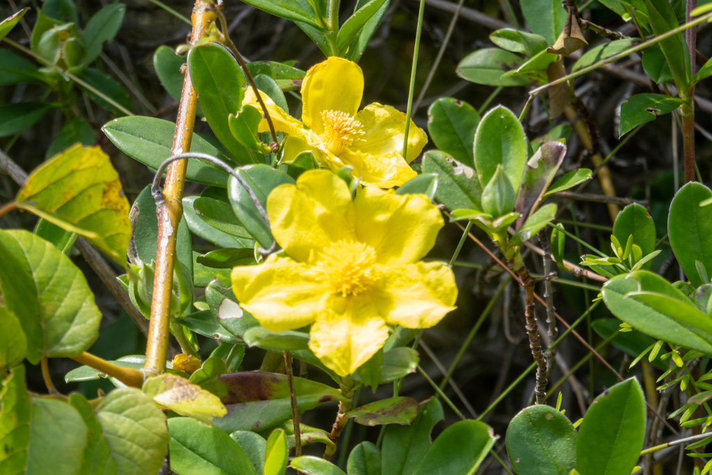 Guineablume, Schlangenwein, Climbing guinea flower - Hibbertia scandens