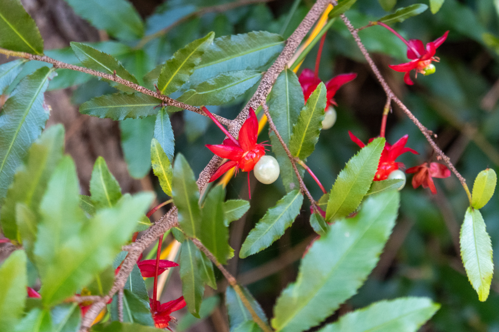 Sägeblättrige Nagelbeere - Ochna serrulata