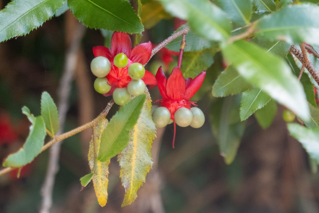 Sägeblättrige Nagelbeere - Ochna serrulata