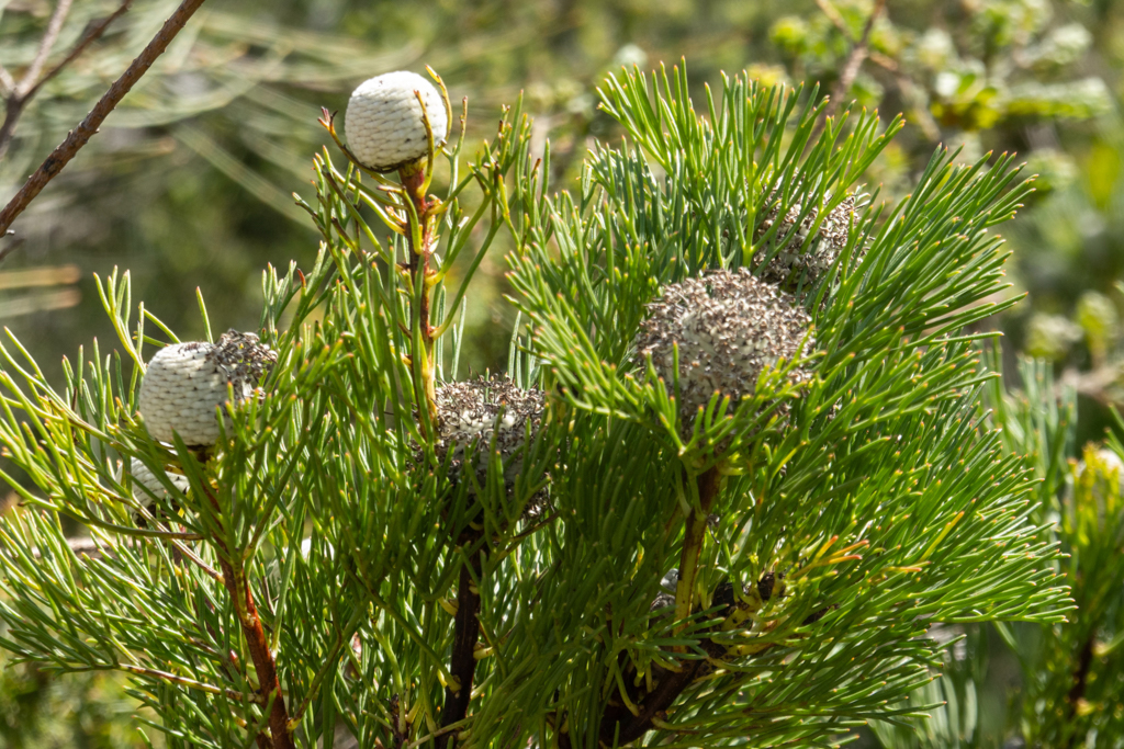 Narrow-leaf drumsticks, Schmalblatt-Keulen - Isopogon anethifolius