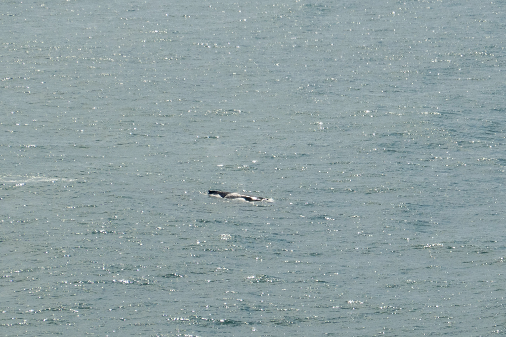 Buckelwal, Humpback Wale