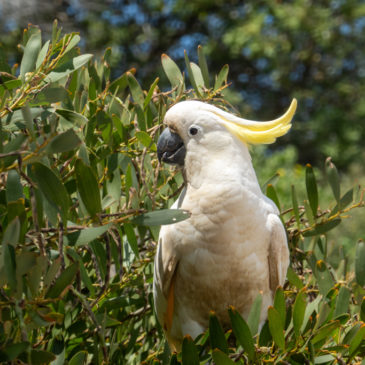 Gogeldrie Weir, Home of the white Cockatoo