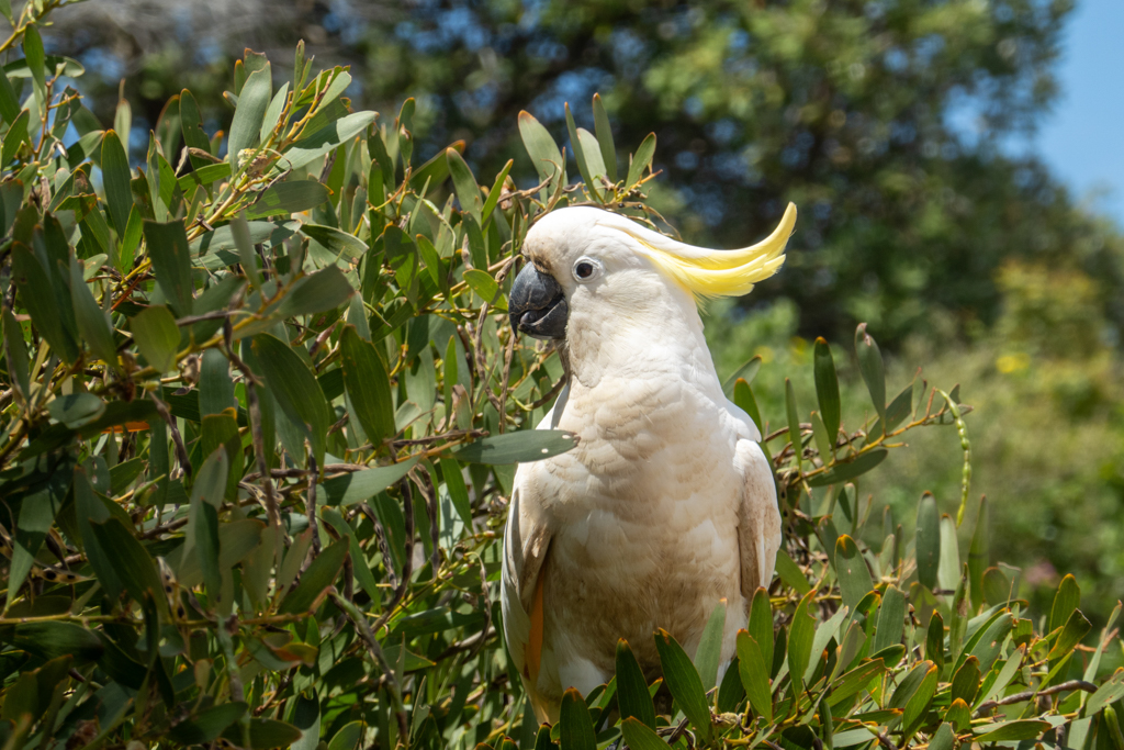 Gelbhaubenkakadu - Cacatua galerita