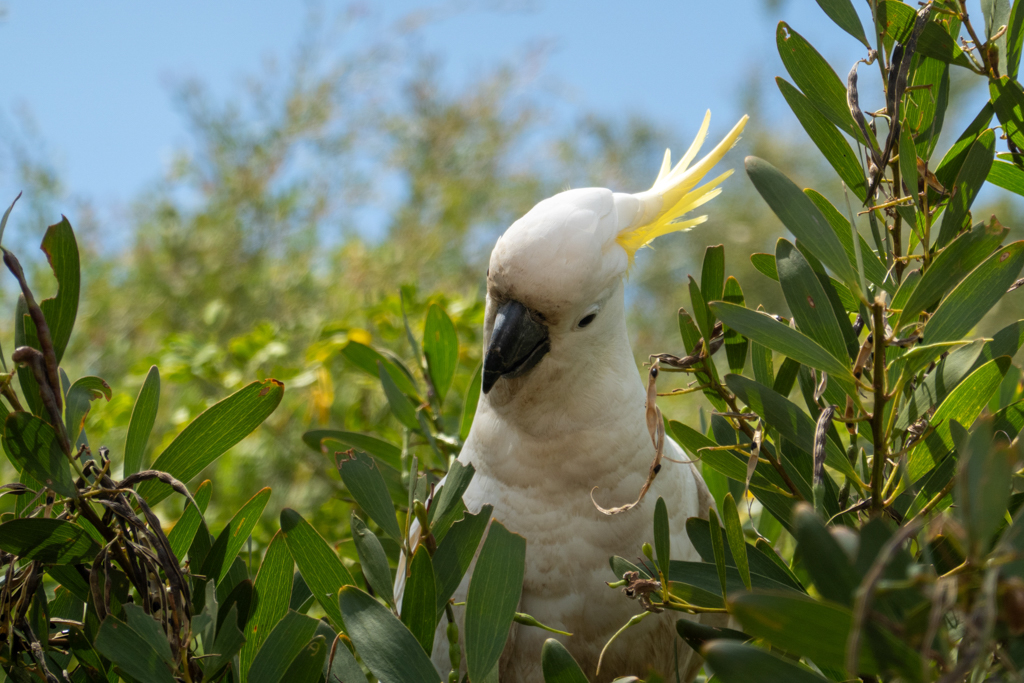 Gelbhaubenkakadu - Cacatua galerita