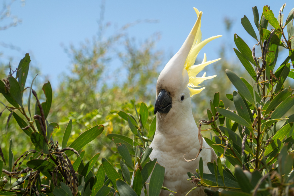 Gelbhaubenkakadu - Cacatua galerita: Er sträubt etwas irritiert seine gelbe Haube, als andere Vögel vorbei fliegen