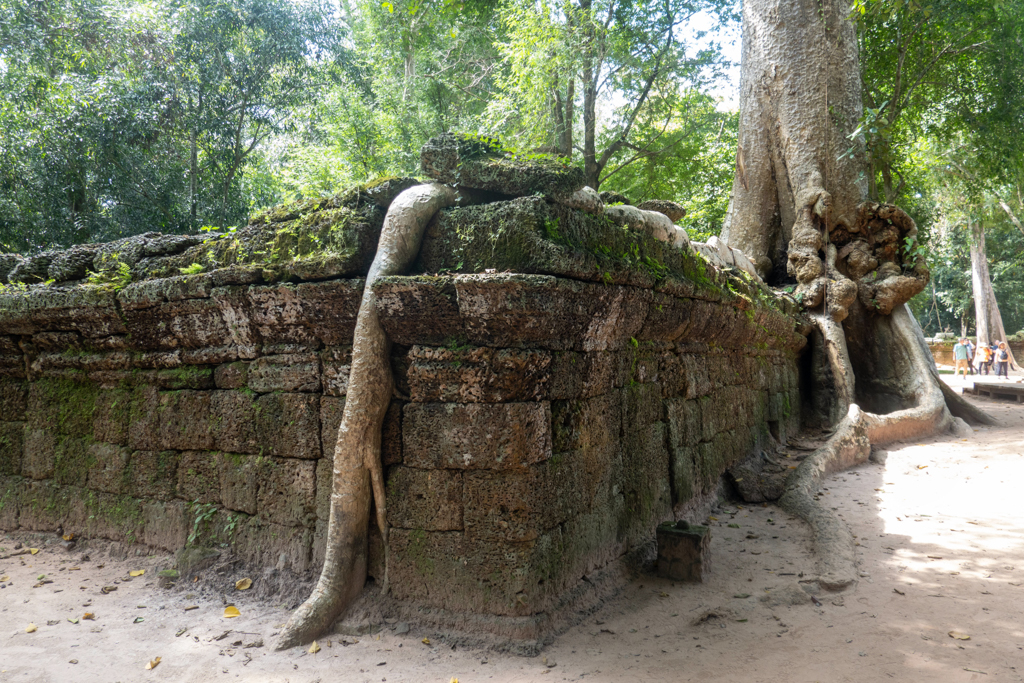 In diesem Tempel wurde Tomb Reider gedreht. Bäume wachsen aus den Gemäuern. Eine mächtige Wurzel die sich ihren Weg sucht