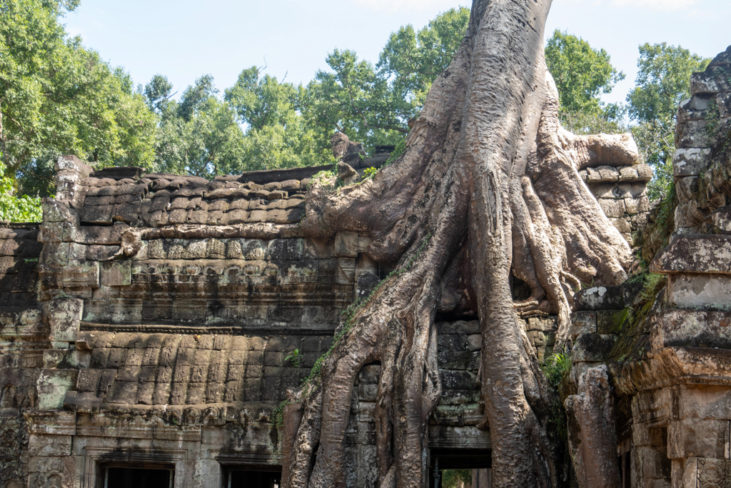 Ein mächtiger Baum erwächst auf dem Tempeldach. Hier wurde Tomb Raider gedreht