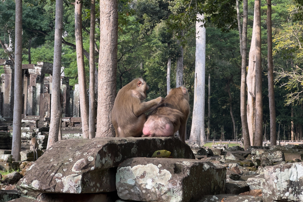 Einzig rund um den Bayon Tempel sind Affen hier in Angkor zu finden. Affen lausen sich den Pelz.