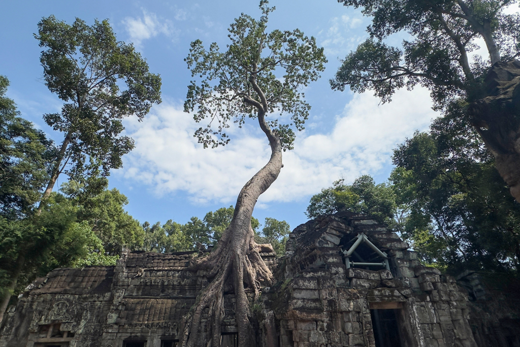 Ein mächtiger Baum erwächst auf dem Tempeldach. Hier wurde Tomb Raider gedreht