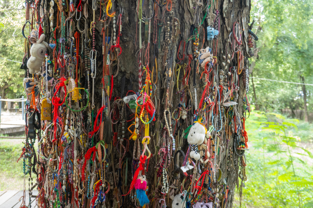 An diesem Baum wurden die Körper, meist Köpfe, kleine Kinder und Säuglinge zerschmettert