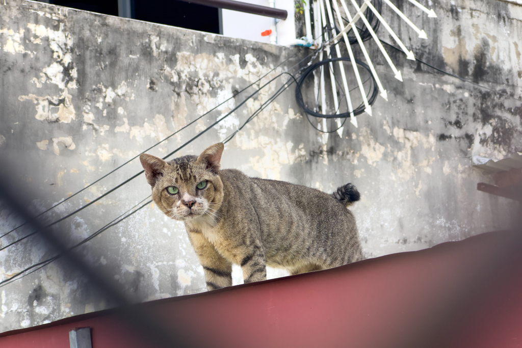 Auf den Dächern hoch über der Stadt lebender "Maudi" - die verkümmerten Schwänze der Katzen hier sind genetisch bedingt