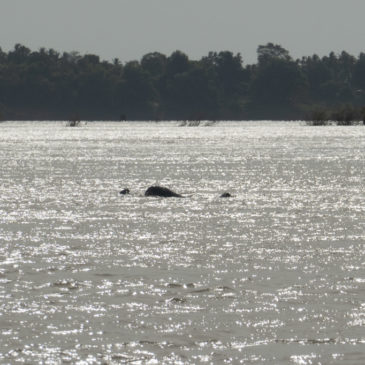 Mekong-Flussdelfine: Begegnung mit den Letzten ihrer Art…