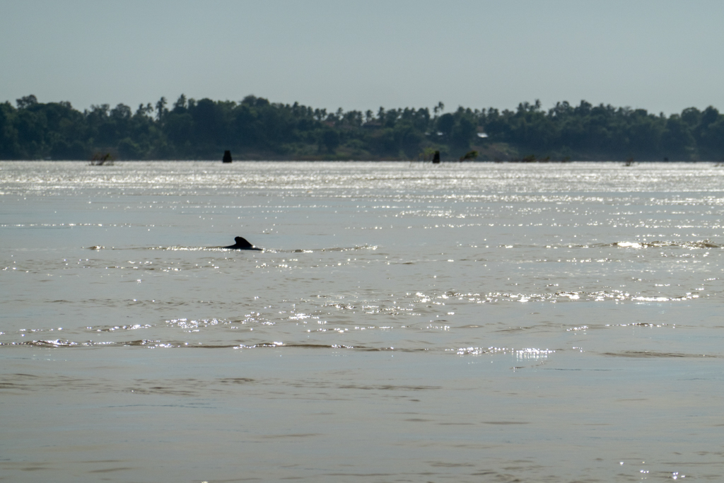 Deutlich kommt die nur kleine Rückenflosse aus dem Wasser