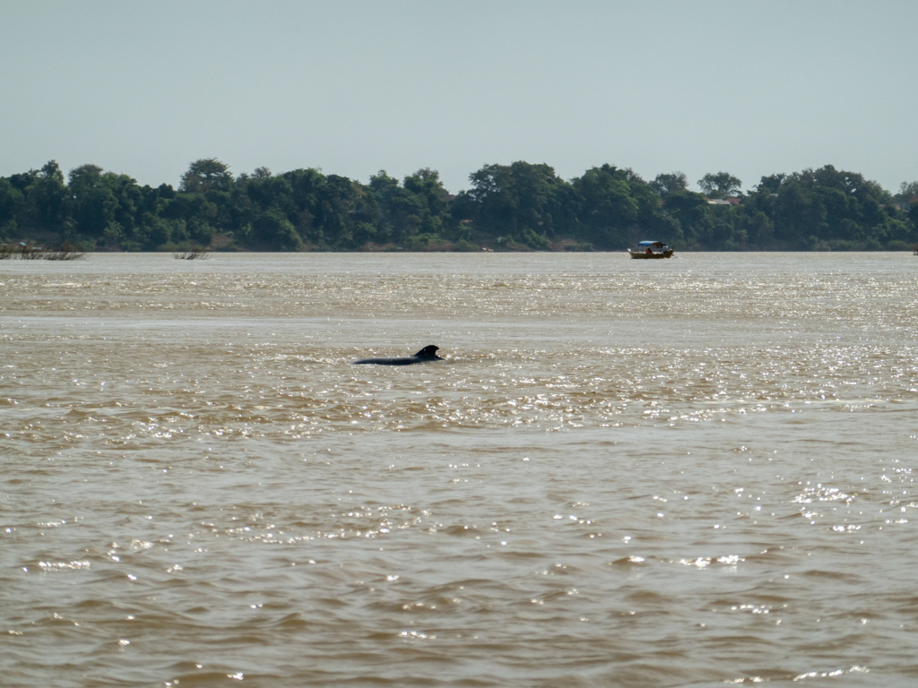 Rückenflosse eines Irawaddy Flussdelfins im Mekong