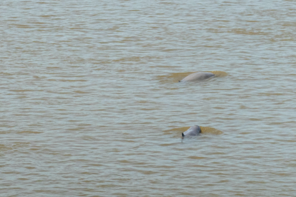 Zwei Flussdelfine im Mekong tauchen ab