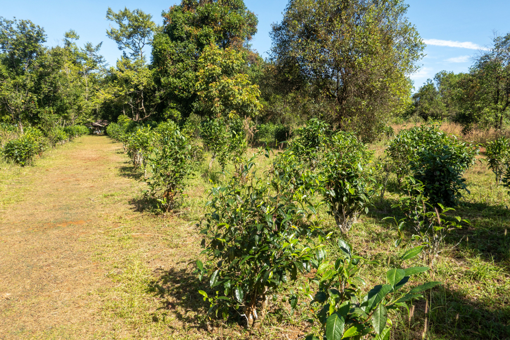 Unser Zwischenstop bei der Teeplantage.