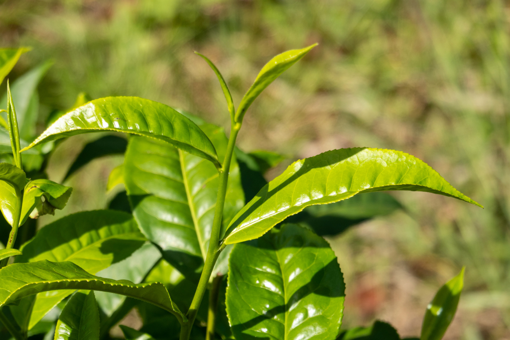 Unser Zwischenstop bei der Teeplantage. Nur die oberen drei Blätter werden für den Tee verwendet