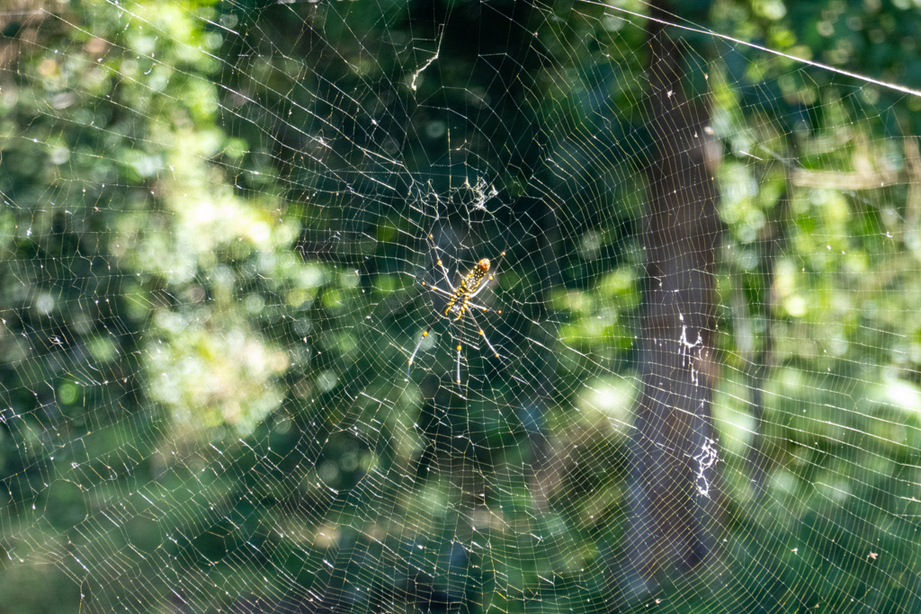 Eine Seidenspinne in ihrem grossen Netz