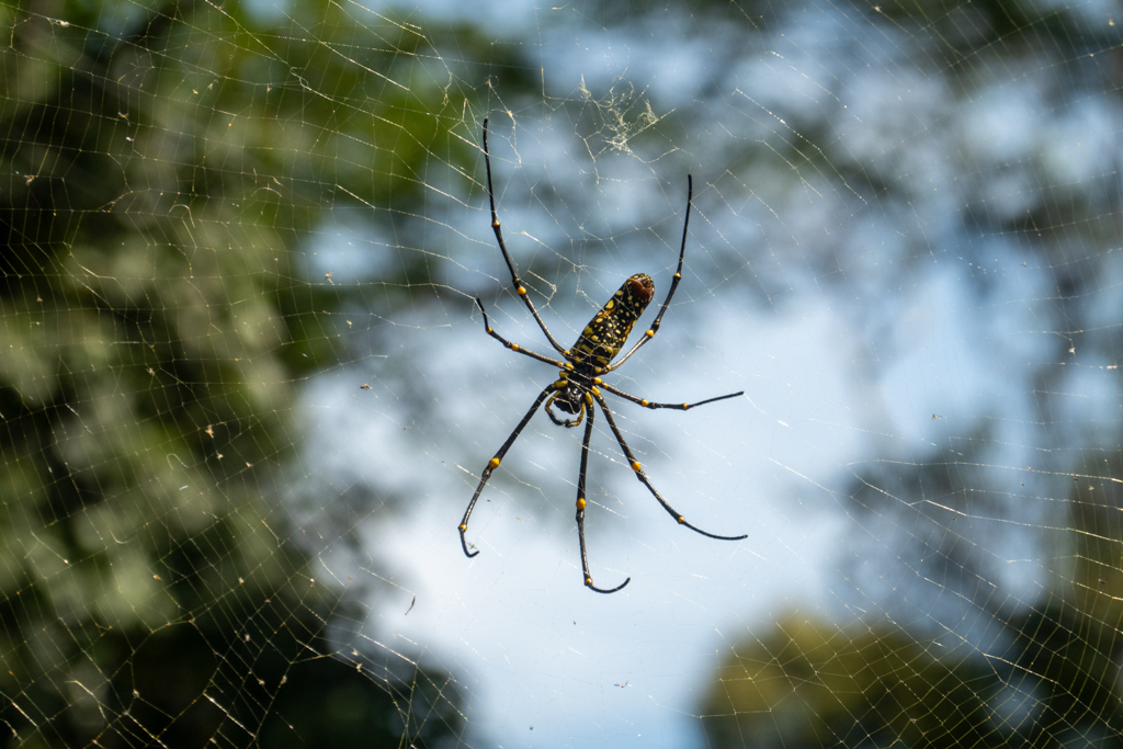 Eine grosse Seidenspinne in ihrem grossen Netz