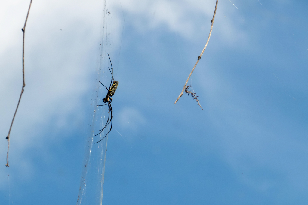 Eine grosse Seidenspinne in ihrem grossen Netz