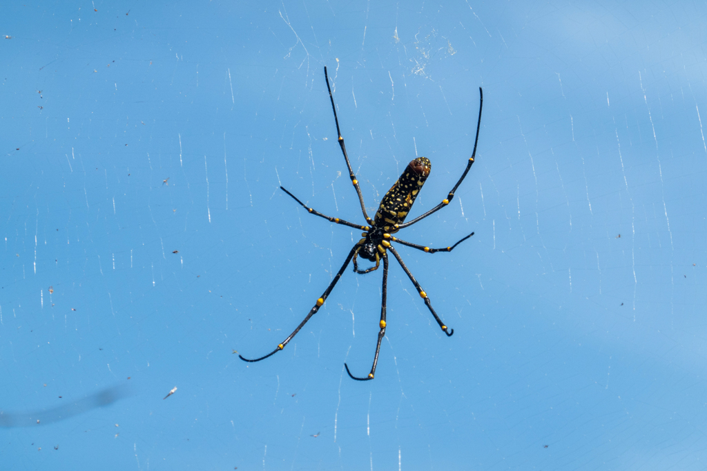 Eine grosse Seidenspinne in ihrem grossen Netz