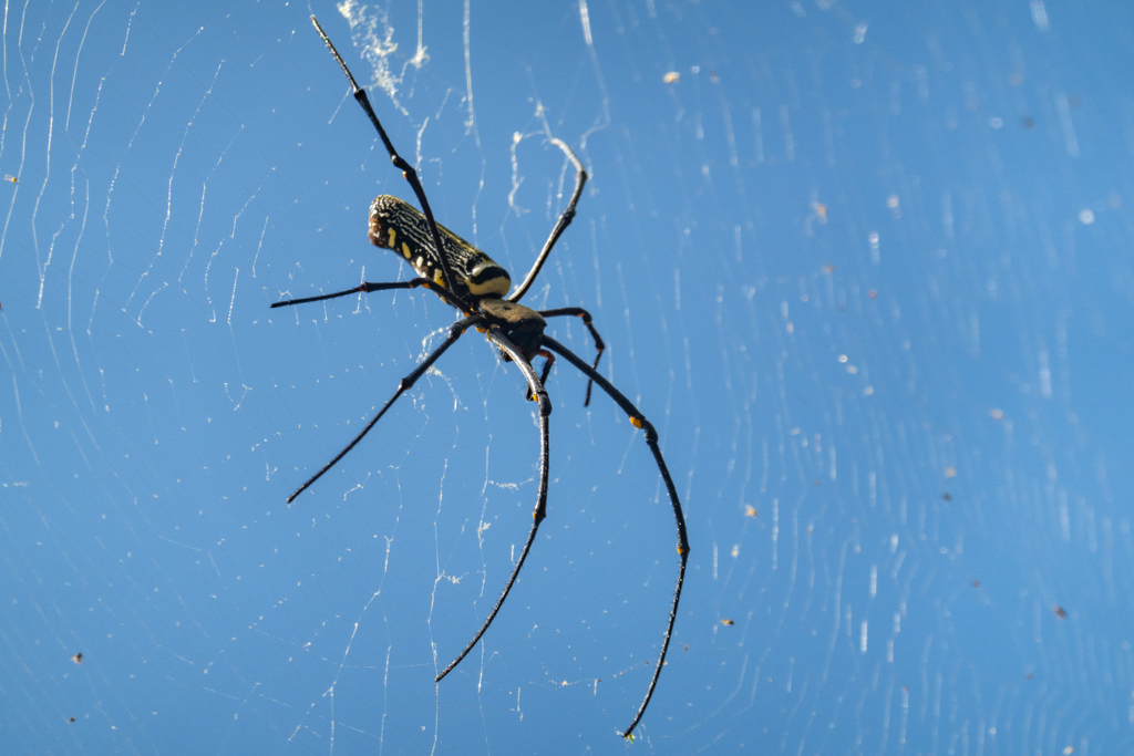 Eine grosse Seidenspinne in ihrem grossen Netz