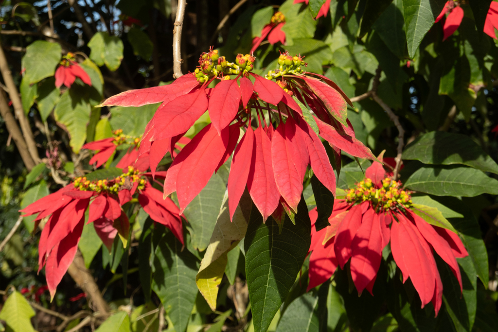 Eine der vielen Blüten des grossen Weihnachtssterns