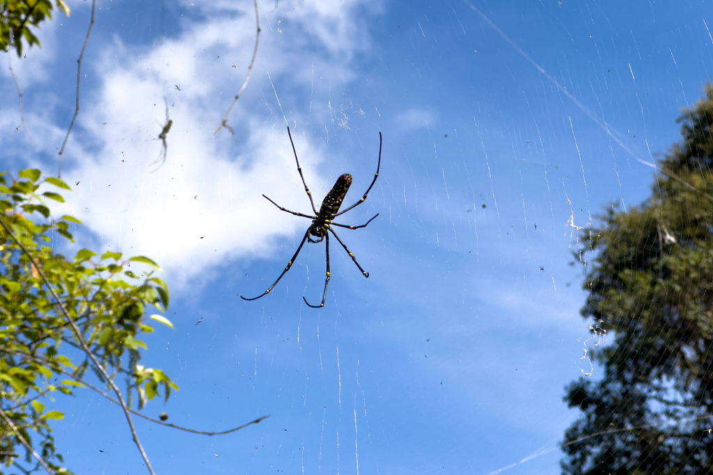 Eine grosse Seidenspinne in ihrem grossen Netz