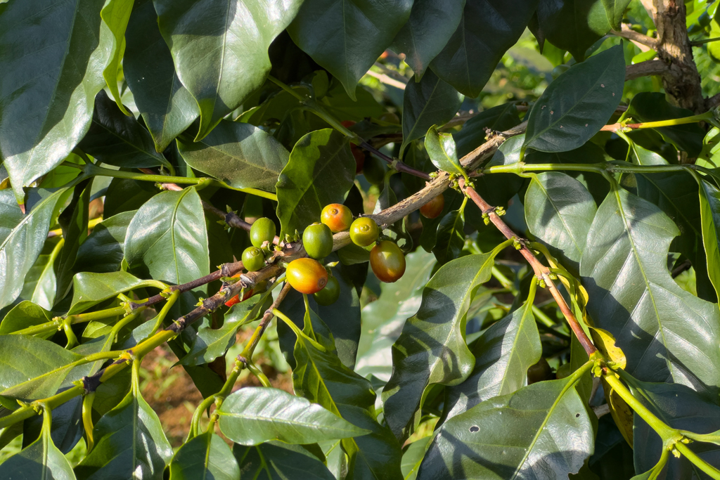 Kaffeebohnen die an einem Kaffeestrauch auf die Ernte warten